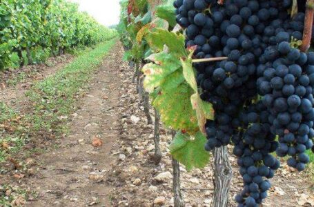 Греческие виноделы: вина в мире стали лучше, а конкуренция жестче