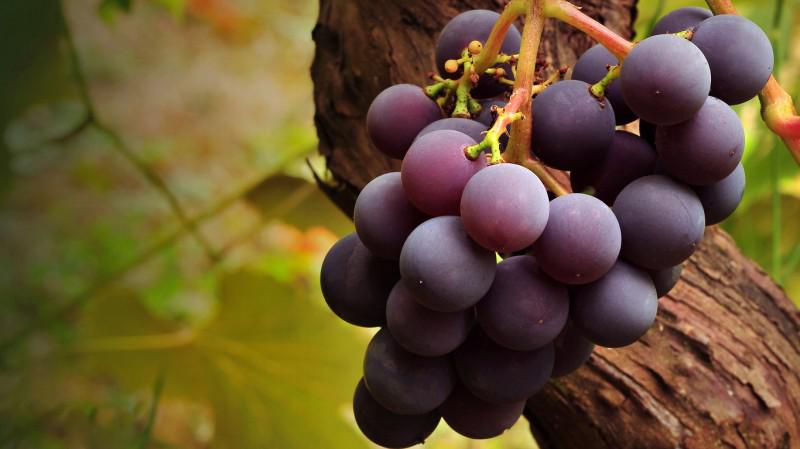  Виноделы Молдовы могут получить кредит до 600 тысяч евро