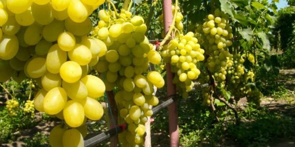  К конференции «Успешное виноградарство в Украине – 2016» присоединились новые участники