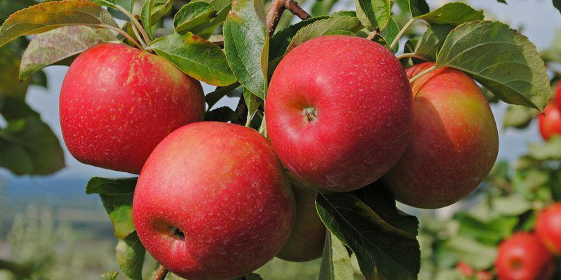  Польша предлагает самое дешевое яблоко в Восточной Европе