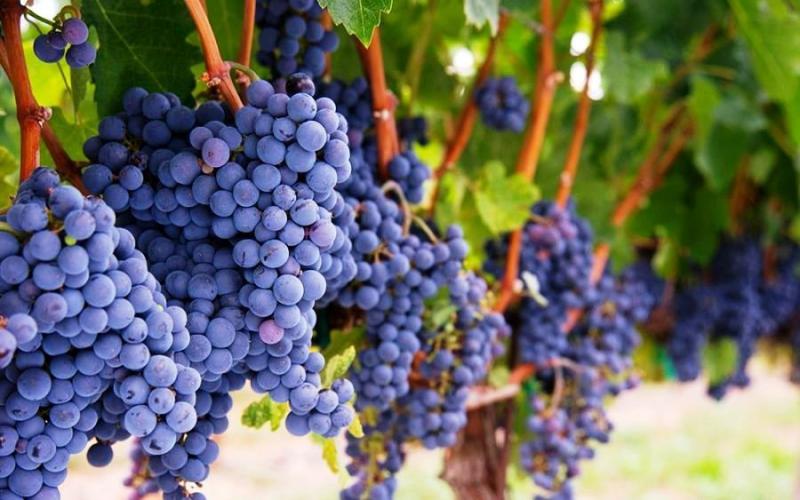  Евросанкции сыграли на руку виноградарям Севастополя