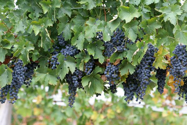  В Кишиневе стартовала Программа реструктуризации предприятий виноградарско-винодельческого сектора посредством лизинговых операций
