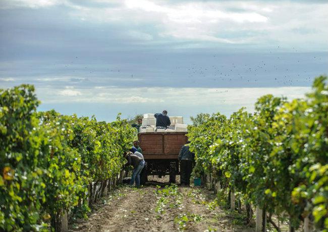  Рішення прийнято: першочергові кроки для розвитку виноградно-виноробної галузі України