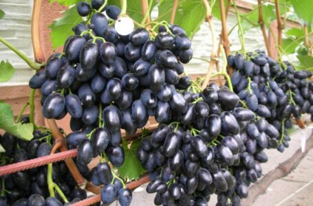 Севастопольские аграрии обещают посадить новый виноград на площади 600 га