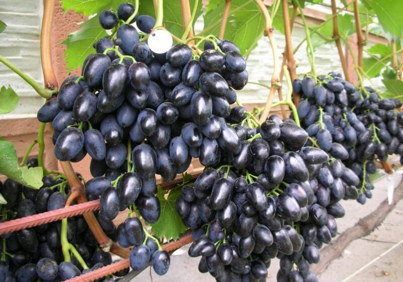  Севастопольские аграрии обещают посадить новый виноград на площади 600 га