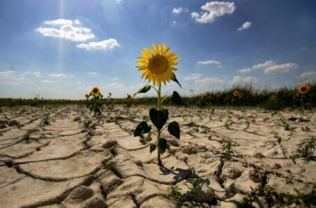 Молдавские аграрии опасаются повторения засухи 2015 года