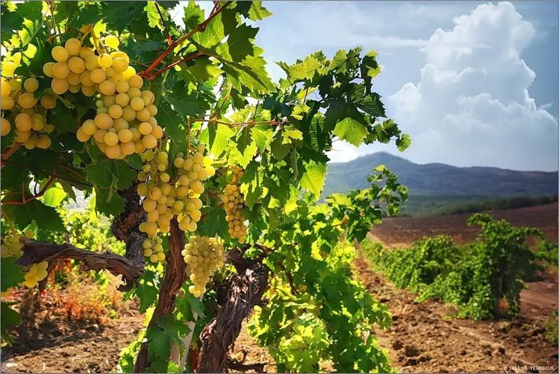  Аграрии Дагестана заложили свыше 200 гектаров новых виноградников