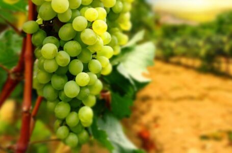 В 2016 году в Крыму заложат около 500 га новых виноградников