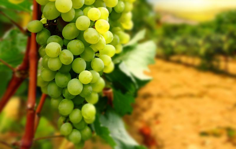  В 2016 году в Крыму заложат около 500 га новых виноградников