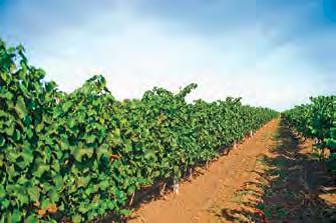  Кадастр виноградников Украины. Реалии и перспективы