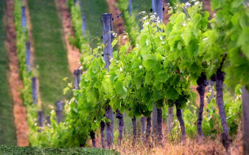  Более 80% весенних закладок виноградников России – заслуга дагестанских аграриев