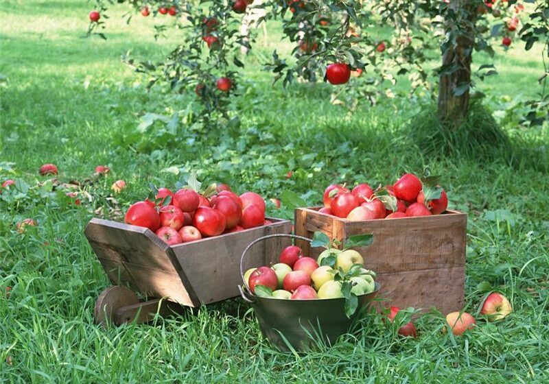  Инвесторы из Ирана помогут возродить яблоневые сады в Восточном Казахстане