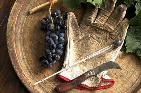 Украинским виноделам сложно конкурировать по ценам с европейским импортом