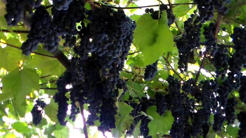  В Швейцарии будут ужесточены проверки виноградников