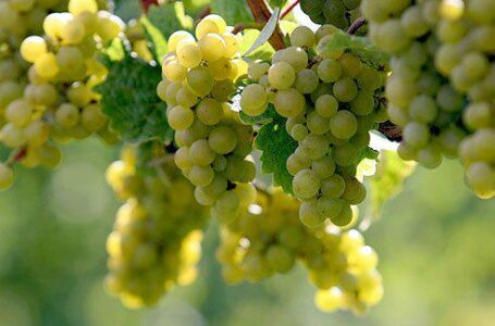 Премьер Грузии принял участие в посадке старинных сортов месхетинского винограда в Аспиндза