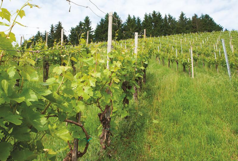  Австрия: климат как основополагающий фактор качества вин
