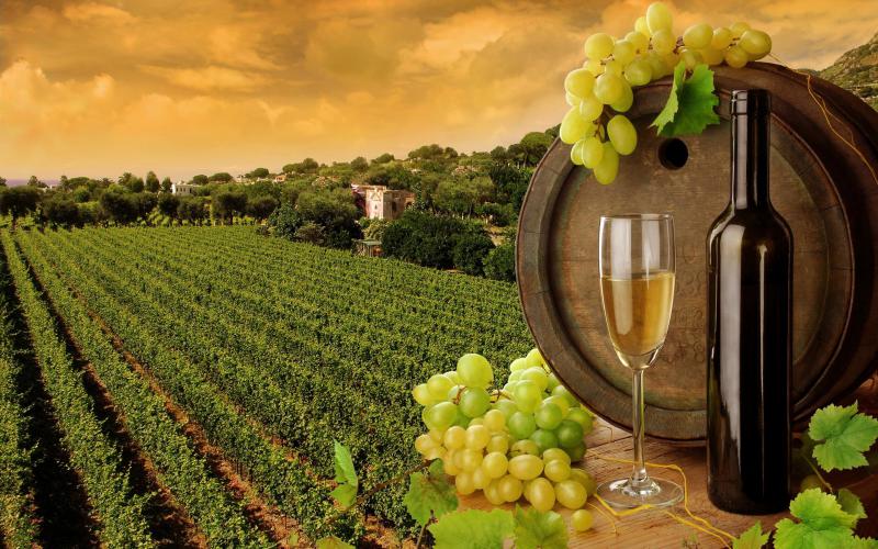  Госфонд виноградарства и виноделия создадут в Армении