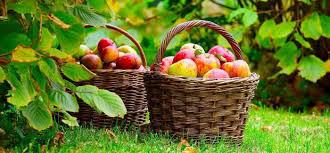  Ведущая конференция яблочного бизнеса Украины начнет работу через неделю – 11 августа