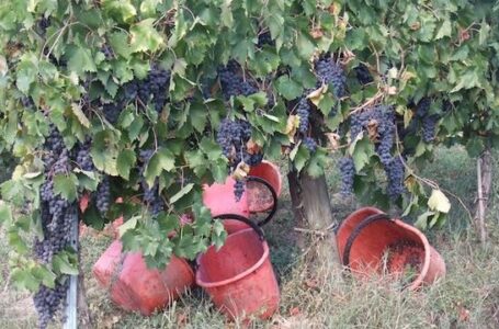 В Италии начался сбор винограда