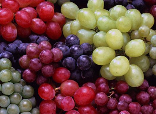  На Кубани проходит уборка винограда