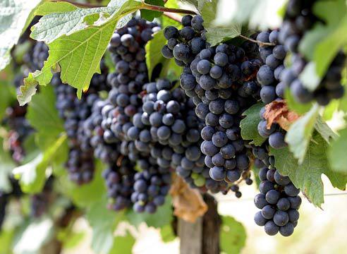  Премьер Армении поручил разработать долгосрочную концепцию процесса закупок винограда