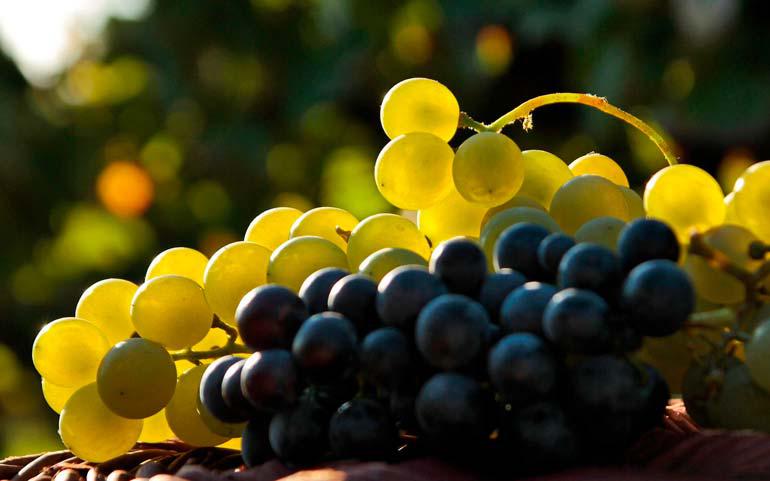  Грузия: За месяц ртвели в Кахетии переработали более 83 тысяч тонн винограда