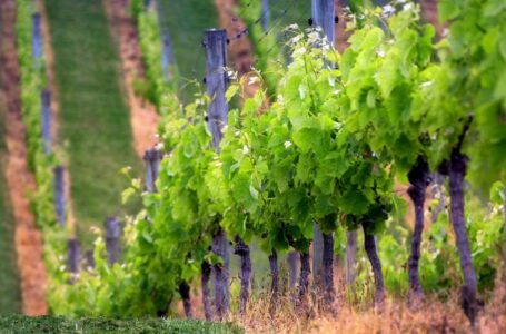 Союз виноделов РФ: виноградники появятся в каждом районе Ставрополья через два-три года