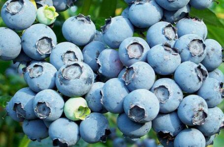 Украина увеличила экспорт голубики в ЕС почти в 2,5 раза