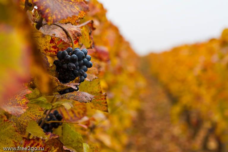  ​Ассоциация виноградарей и виноделов Украины оценивает площади под виноградниками в 42 тыс. га