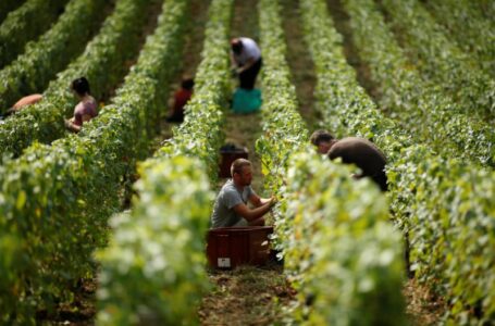 Минагропрод Украины прогнозирует увеличение урожая винограда