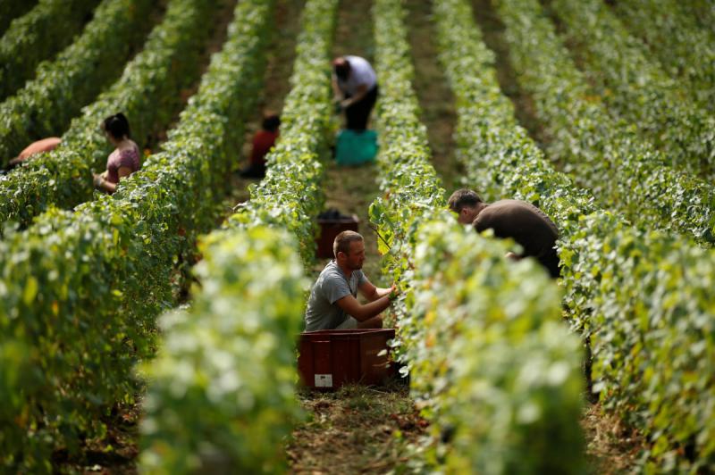  Минагропрод Украины прогнозирует увеличение урожая винограда