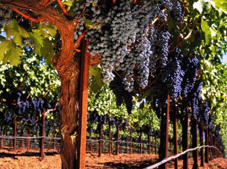  Власти Дагестана намерены построить виноградный питомник