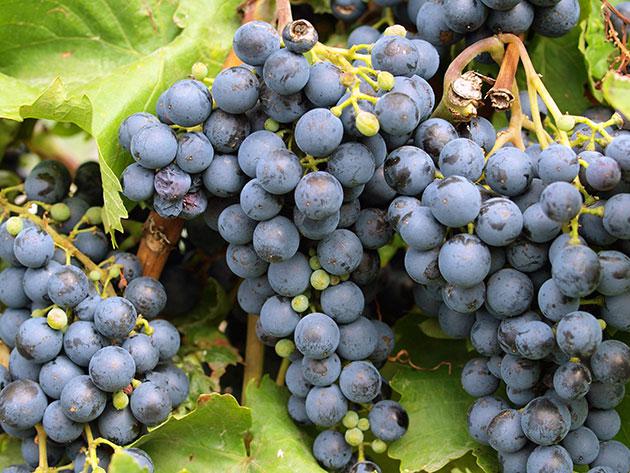  В Грузии переработано более 100 тысяч тонн винограда