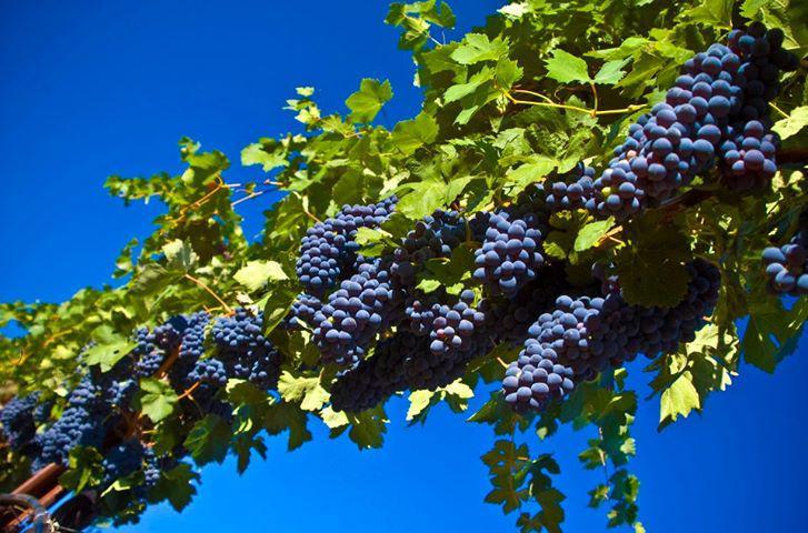 Минагрополитики Украины внедряет механизмы защиты украинского виноградарства