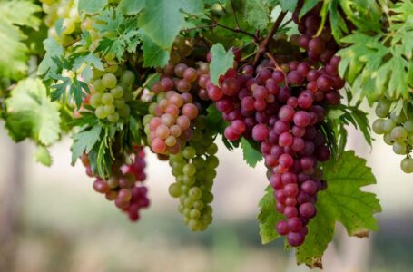Австралия планирует побить прошлогодний рекорд по экспорту винограда