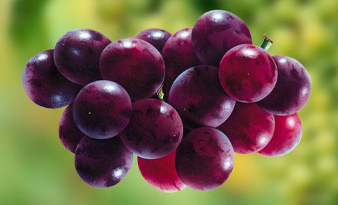  Ставропольские аграрии высадили саженцы 23 виноградных сортов