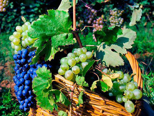 Украина: Виноградарь вошел в перечень профессий общегосударственного значения