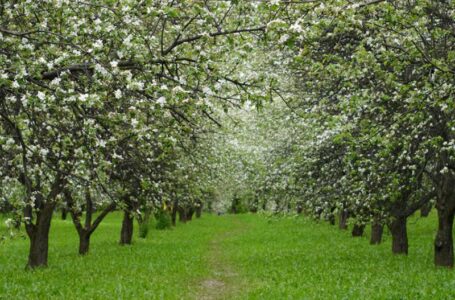 Первый яблоневый сад интенсивного типа заложат в Южной Осетии в 2017 году
