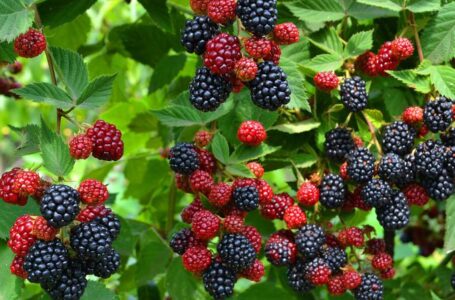 Садоводы Испании увеличивают площади под мягкими ягодами