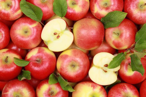  Польские экспортёры начали поставки яблока в Китай