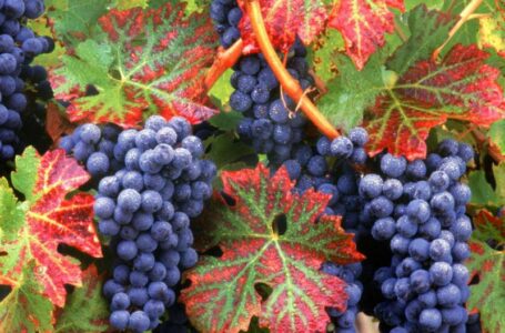 Минсельхоз Армении призывает фермеров ускорить работы по закапыванию виноградных лоз в преддверии морозов