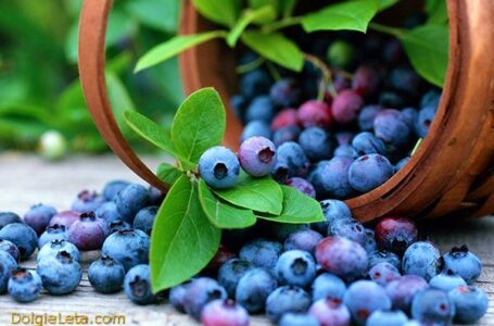 Экспорт голубики из Перу в 2016 году вырос почти в 2,5 раза