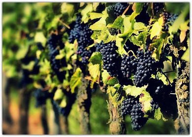  Урожайность технического винограда в Украине выросла более, чем втрое