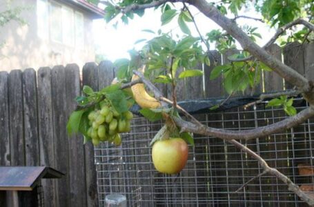 Прорыв в саду: фруктовое дерево мечты выращивает на себе сразу несколько видов фруктов