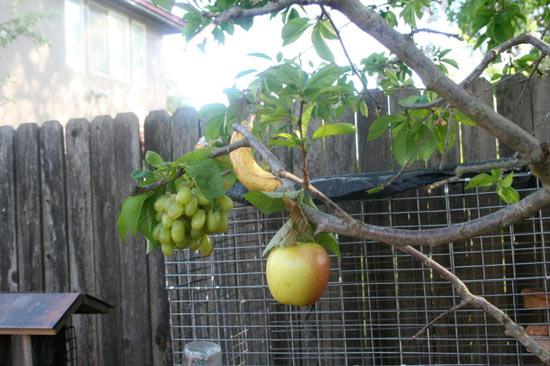  Прорыв в саду: фруктовое дерево мечты выращивает на себе сразу несколько видов фруктов