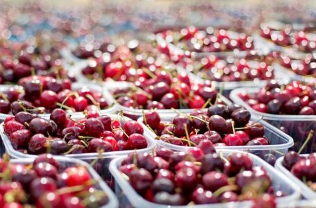 Беларусь стала основным потребителем украинских вишен