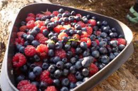 Украина может хорошо заработать на ягодах и орехах – МинАПК