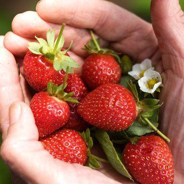  Мелкие производители ягод не имеют средств на сертификацию – эксперт