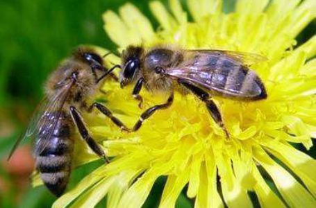 За полмесяца в Украине погибло 800 пчелосемей
