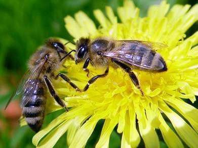 За полмесяца в Украине погибло 800 пчелосемей
